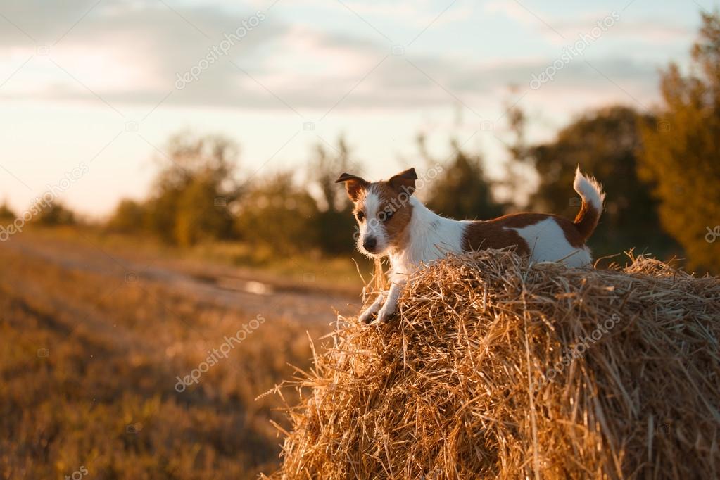 Jack Russell terrier in a field at sunset