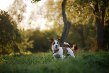 Köpek Jack Russell Terrier üzerinde doğa yürüyüşleri