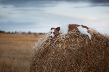 Köpek Jack Russell Terrier üzerinde doğa yürüyüşleri