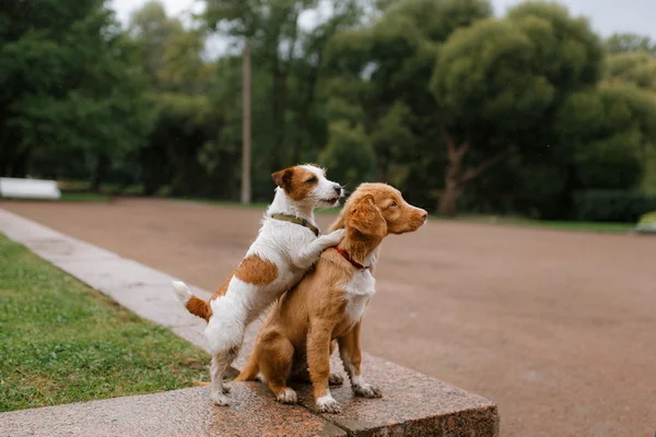 Hund kärlek och kram — Stockfoto