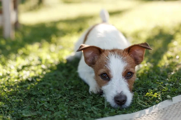 Dog Jack Russell Terrier walks on nature — Stock Photo, Image