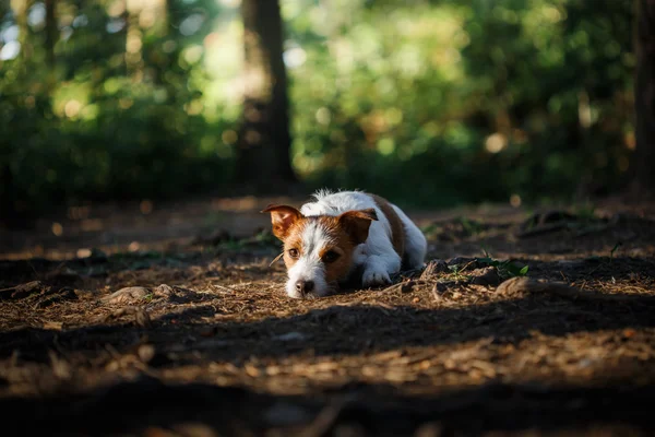 Dog Jack Russell Terrier caminha sobre a natureza — Fotografia de Stock