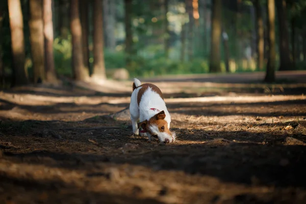 Perro Jack Russell Terrier pasea por la naturaleza —  Fotos de Stock
