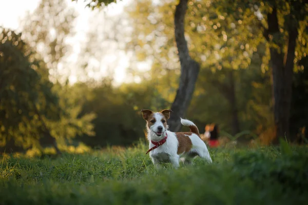 Dog Jack Russell Terrier caminha sobre a natureza — Fotografia de Stock