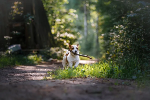 Hund Jack Russell Terrier geht in der Natur spazieren — Stockfoto