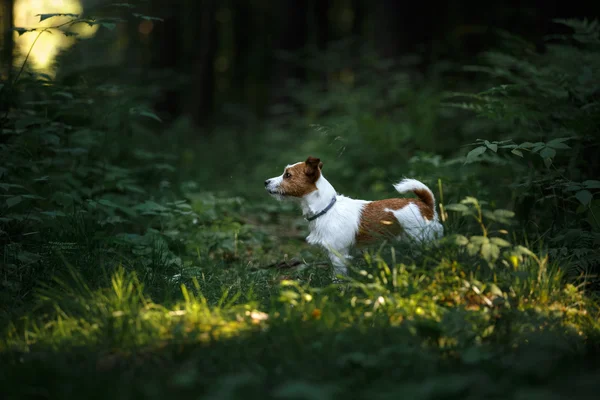 Köpek Jack Russell Terrier üzerinde doğa yürüyüşleri — Stok fotoğraf