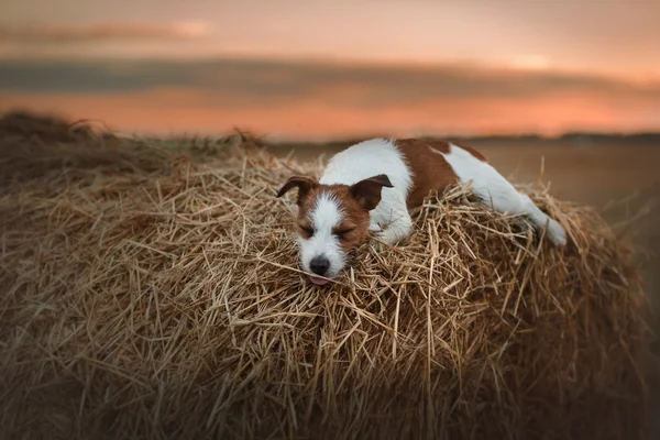 Kutya-Jack Russell Terrier sétál a természet — Stock Fotó