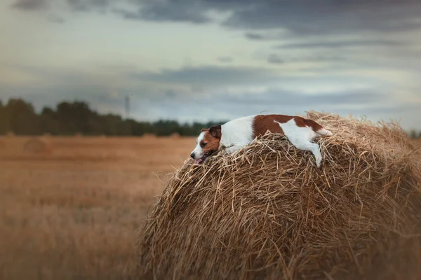 Dog Jack Russell Terrier caminha sobre a natureza — Fotografia de Stock