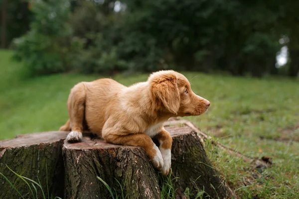 Dog Toller puppy retiriver — Stockfoto