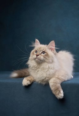 Yumuşak bir bez bebek kedi koyu mavi bir yüzeye uzanır ve yukarıya bakar. Yumuşak, krem rengi kürkü koyu mavi tonlarla çok güzel zıtlaşır..