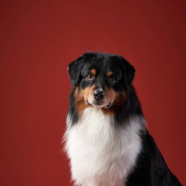 Kendine güvenen iki Avustralyalı çoban köpeğinin yakın çekimi. Kalın kürkleri ve parlak gözleri, koyu kırmızı arka planda göze çarpar..