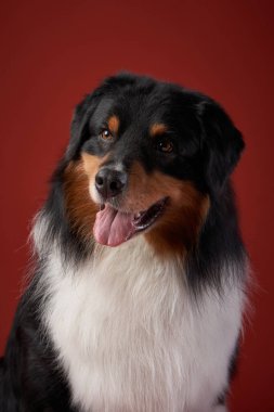 A portrait of an Australian Shepherd with a cheerful expression and bright eyes. The deep red background creates a warm and inviting mood.