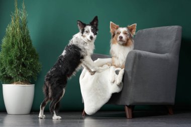 Two border collies place their paws on the couch, appearing engaged in a playful stance. The dark green background adds contrast to their fur.