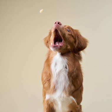 A Nova Scotia Duck Tolling Retriever jumps excitedly with its mouth open, trying to catch a treat. The light beige background highlights the dog active and playful expression.