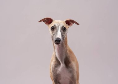 Yumuşak gri arkaplanı olan bir İtalyan Greyhound 'un yakın plan portresi..