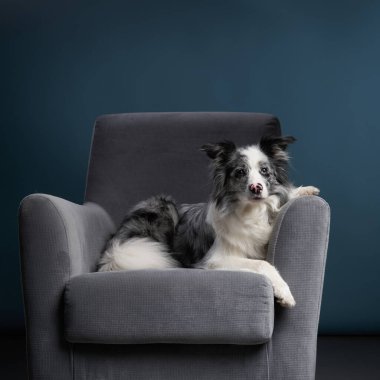 Bir çoban köpeği gri bir sandalyede oturur, rahat bir duruşu vardır, etrafa nazikçe bakar..