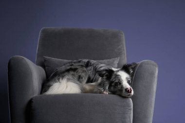 Bir çoban köpeği rahat bir şekilde koyu gri bir koltukta uzanıyor, pençeleri kenarda sallanıyor..