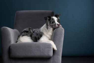 Koyu gri bir sandalyede uzanan bir çoban köpeği dinleniyor ama tetikte..