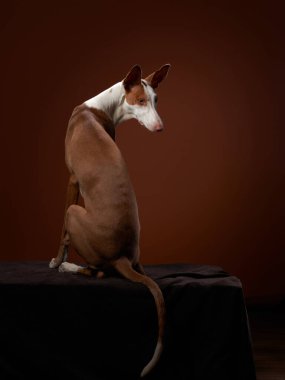 An Ibizan Hound sits with its back turned towards the viewer, its long ears standing tall against a deep brown background. The lighting highlights the contours of its body.