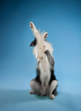 Bir Border Collie mavi bir arka planda oturur bir pençe kaldırırken, el sallar ya da çak bir beşlik çakar gibi görünür. Enerjik duruş, bir neşe ve bağlılık hissi veriyor..