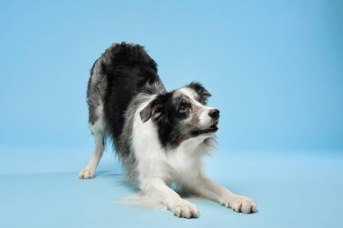 Bir Border Collie, mavi bir zemine karşı heyecanlı bir ifadeyle çömelir. Neşeli pozlar ve parlak renkler enerjik bir atmosfer yaratır..