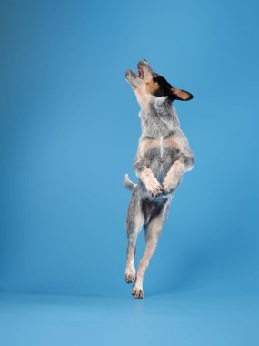 Mavi bir dümenci mavi bir arka planda, çevikliğini ve neşeli enerjisini sergileyerek orta atlamada yakalanır. Parlak tonlar, köpeklerin atletik ve neşeli tavırlarını vurgular..