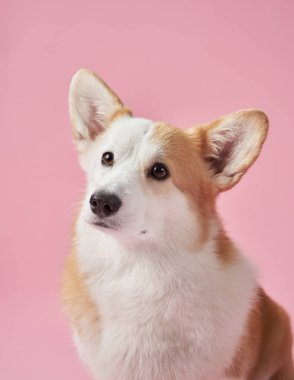 A Corgi gazes with a focused expression against a pink background, showing curiosity and alertness. The image highlights the dog attentive nature in a peaceful studio setup.