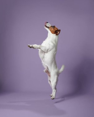 A Jack Russell Terrier jumps against a purple background, showing energy. The dogs pose conveys a playful and lively mood in a studio setup.