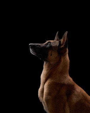 Belçikalı bir Malinois köpeği kapalı alanda siyah bir arkaplanda dikkat ve odaklanmış ifadesini gözler önüne serer.. 