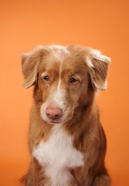 Bir Nova Scotia Duck Tolling Retriever, turuncu bir arka plan üzerinden doğrudan kameraya bakarak sakin ve sakin bir yüz ifadesi sergiler. Bu hareketli arkaplan köpeğin rahat tavırlarını tamamlıyor..