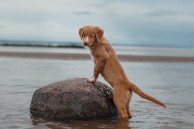 Nova Scotia Duck Tolling Retriever sahilde