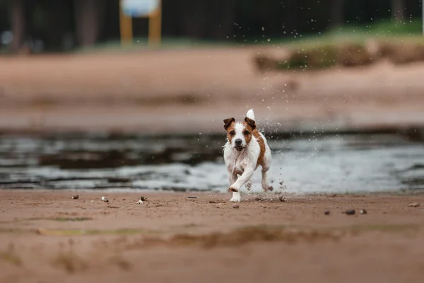 Glada Jack Russell Terrier — Stockfoto