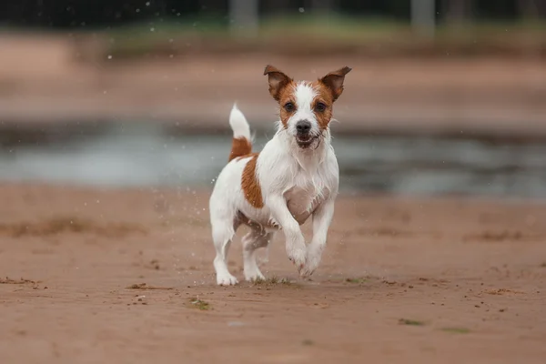 Glada Jack Russell Terrier — Stockfoto