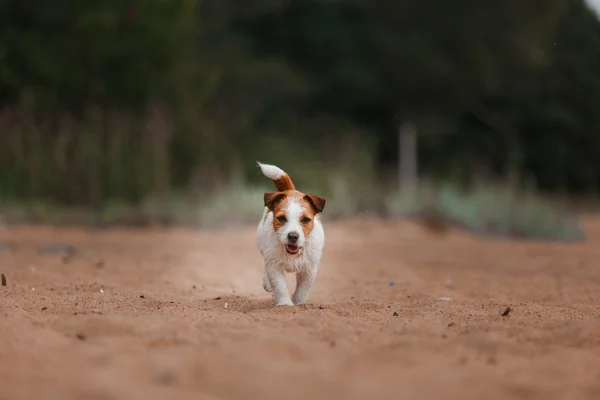 Valete alegre russell terrier — Fotografia de Stock