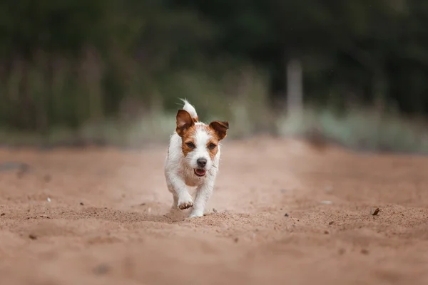 Glada Jack Russell Terrier — Stockfoto