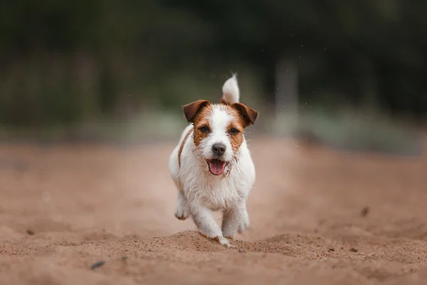 Valete alegre russell terrier — Fotografia de Stock