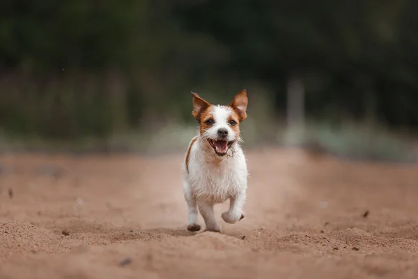 Vidám Jack Russell Terrier — Stock Fotó