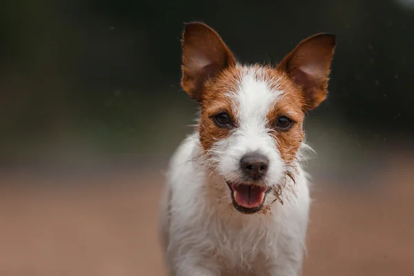 Neşeli Jack Russell Terrier — Stok fotoğraf