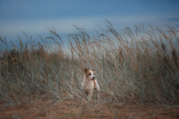 Joyeux Jack Russell Terrier — Photo