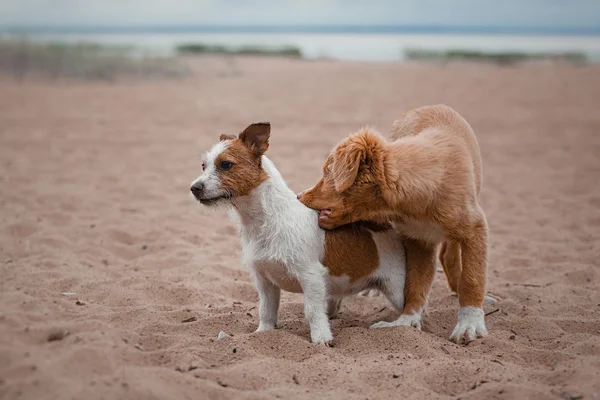 Juego Jack Russell Terrier y Toller —  Fotos de Stock