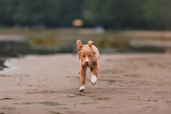 Nouvelle-Écosse Duck Tolling Retriever sur la plage — Photo