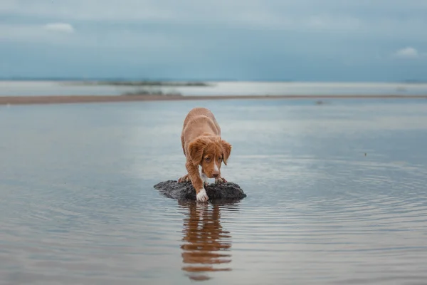 Nuova Scozia Duck Tolling Retriever sulla spiaggia — Foto Stock