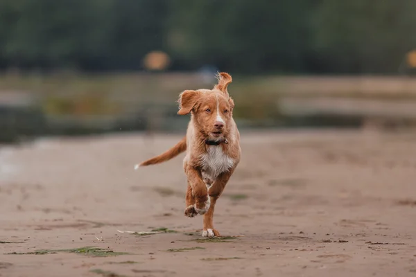 Nova Scotia Duck Tolling Retriever sahilde — Stok fotoğraf