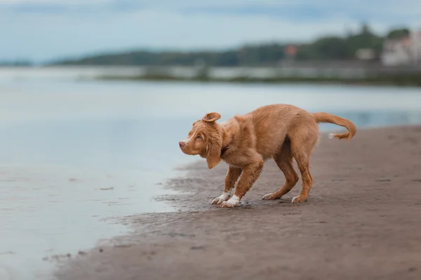 Nuova Scozia Duck Tolling Retriever sulla spiaggia — Foto Stock