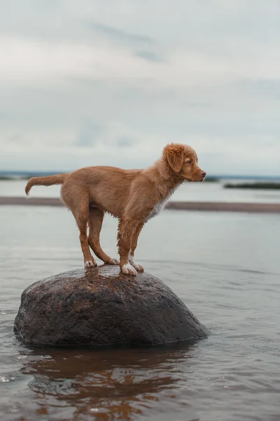 Nova Scotia Duck Tolling Retriever sahilde — Stok fotoğraf