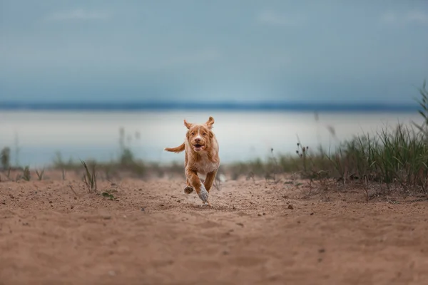 Nova scotia duck mautpflichtiger Retriever am Strand — Stockfoto