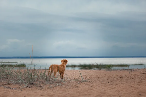 Nova Scotia Duck Tolling Retriever on the beach — Stock Photo, Image