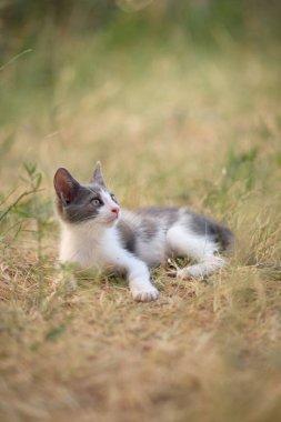 A small cat rests on its side among tall straw-colored plants. The soft light and shallow focus create a calm mood.