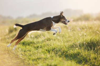 A lean dog jumps with legs forward and tail back in perfect form. Golden light reflects across field.