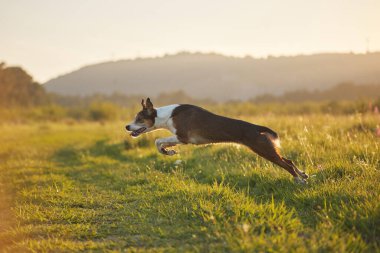 A brown and white dog is captured mid-jump above a dirt trail surrounded by tall grass. Hills glow in the background.